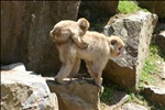 Monkeys, Jidokudani monkey park